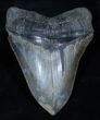 Huge Inch Megalodon Tooth - Sharp #3913-1